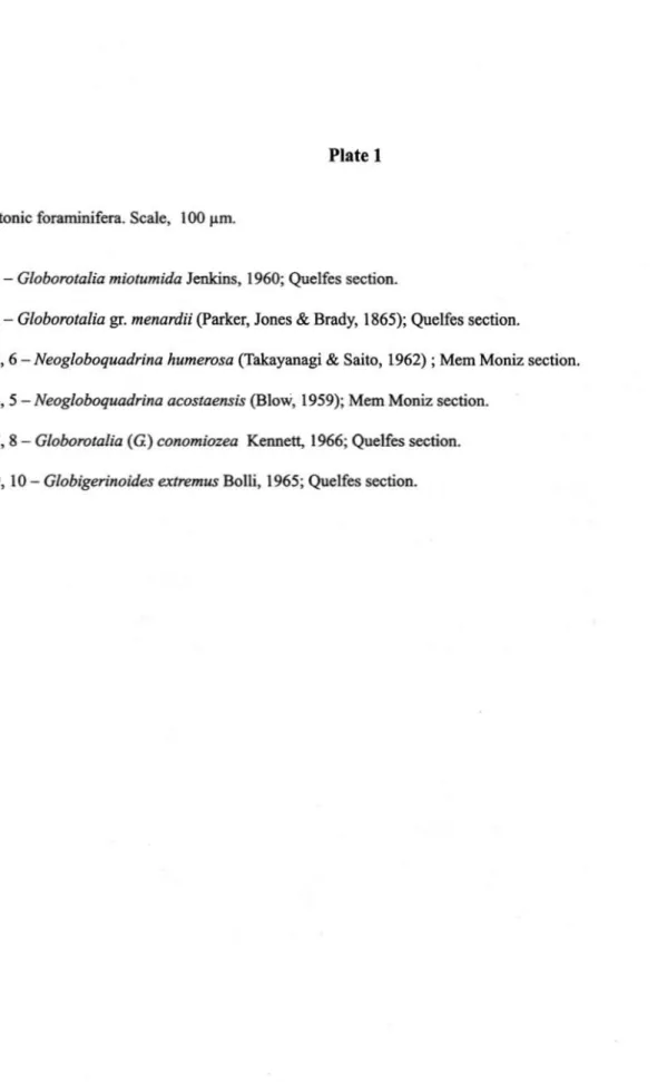 Fig. 1 - Globorotalia miotumida Jenkins, 1960; Quelfes section.