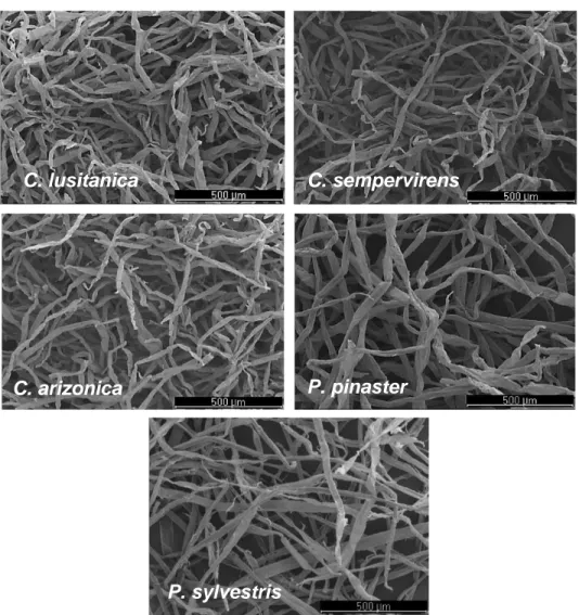 Table 2. Mean Tracheid Transverse Dimensions in Earlywood and Latewood of  17-Year-Old Trees of C