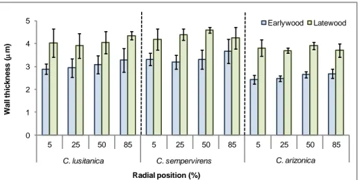 Fig. 2. Wall thickness in latewood and earlywood of C. arizonica, C. lusitanica, and C