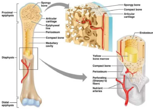 Figure 2.1 – Constitution of long bones. At a macroscopic scale, long bones are composed by  articular cartilage, the inner layer and porous trabecular bone, the outer layer and denser cortical  bone and the marrow cavity