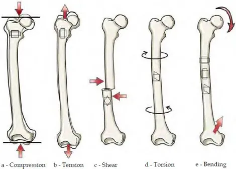 Figure 2.6 – Schematic illustration of different types of external forces that can be applied to bone  [34]