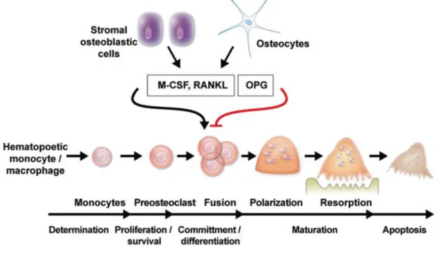 Figure 2.8 – Osteoclastogenesis. Osteoblasts and osteocytes secret RANKL and M-CSF, among  other cytokines, that control osteoclast differentiation