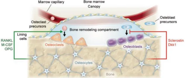 Figure 2.9 – Bone remodelling compartment. For the bone remodelling process to occur, osteo- osteo-cytes  send  a  signal  to  the  neighbouring  bone  lining  cells,  which  retract  and  expose  the  bone  surface