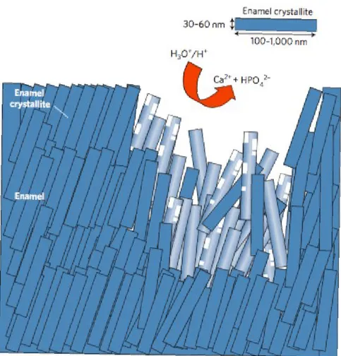 Figura 3 – Processo de desgaste erosivo provocado por ingestão de ácidos; a dissolução acídica dos  cristais resulta na libertação dos iões Ca +  e HPO 4 2- , o que destabiliza a estrutura (Hannig &amp; Hannig, 2010) 