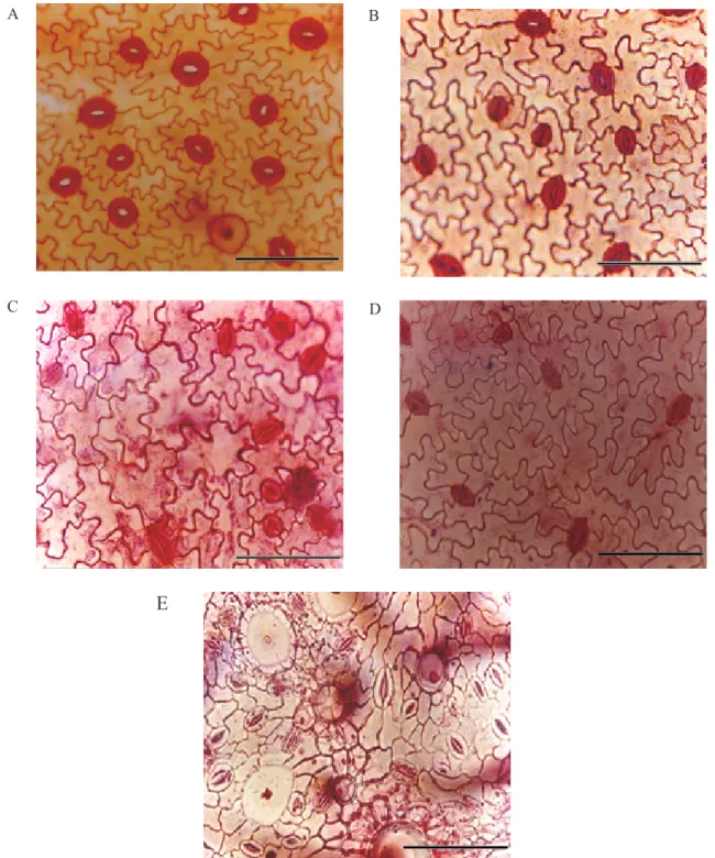 FIGURE 2. Frontal view sections of the abaxial surface epidermis of Ficus carica ‘Roxo de Valinhos’; 