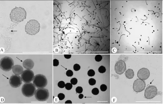 FIGURE 2 - Viability pollen grains (a-f): A) disruption of the pollen exine from BGM322 in the culture  medium, B) high percentage of pollen grains germination from BGM046 in the M3 culture  medium, C) low percentage of pollen grains germination from BGM10