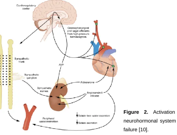Figure  2.  Activation  of  the  neurohormonal  system  in  heart  failure [10]. 
