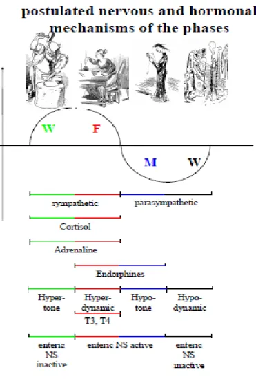 Figure 7. Postulated  assignment of phases of  Chinese medicine into the  autonomic nervous system with  respective analogies between  the phases and the 