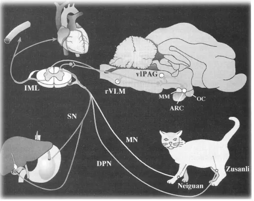 Figure  12.  Experimental  evaluation  of  peripheral  and  central  neural  mechanisms  of  action  of  acupuncture  on  the  cardiovascular  system  of  anesthetized  cats