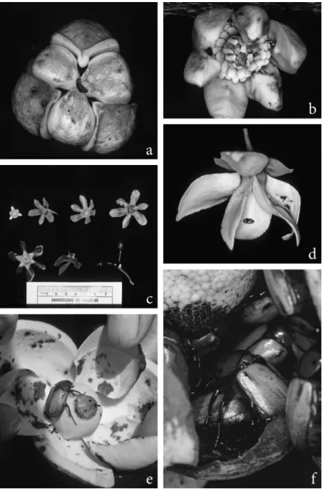 FIGURE 1- Flowers of Neotropical Annonaceae species. a, Anaxagorea brevipes. Flower (2 cm diam.)  in pistillate stage with closed petals