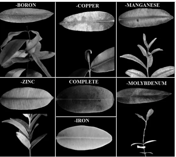 FIGURE 1 -  Nutrient deficiency symptoms in Hancornia speciosa Gomes seedlings grown in a complete  nutrient solution and in solutions lacking individual micronutrients (B, Cu, Mn, Zn, Fe and Mo)