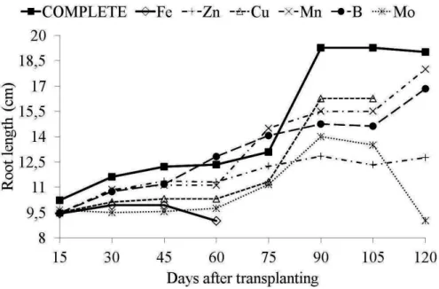 FIGURE 5 -  Root length (cm) of  Hancornia speciosa Gomes plants, as a function of days after transplanting  for the solution with the omission of micronutrients and nutrient solution.