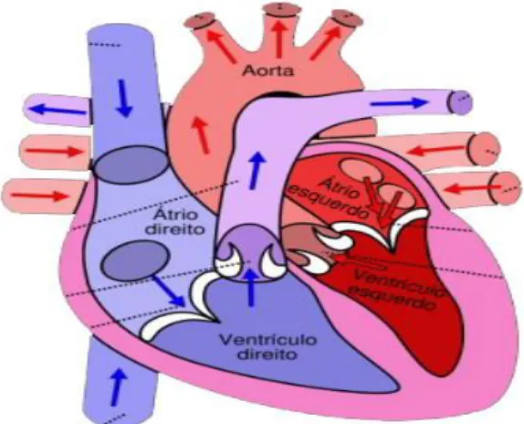 Figura 1. Estrutura do coração e circulação pulmonar e sistêmica. 