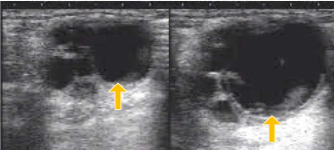 Figure  6  Images  from  the  left  ovary  of  a Miranda  jenny  at  the  onset  of  estrus  (left)  and  close  to  ovulation  (right)