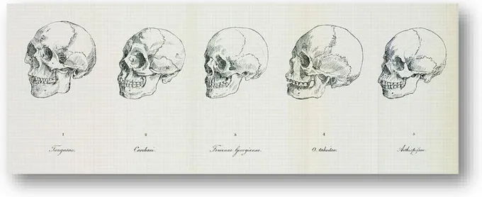 Figura 4. 1. Tungusae [mongol]; 2. Caribaei [americano]; 3 Feminae  Georgianae [caucasiano]; 4 O-taheitae [malaio]; 5 Aethiopissae Guineensis' 