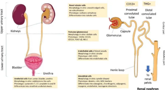 Figure 1. Potential sources, morphological and phenotypic characterizations of different types of urine-derived stem cells