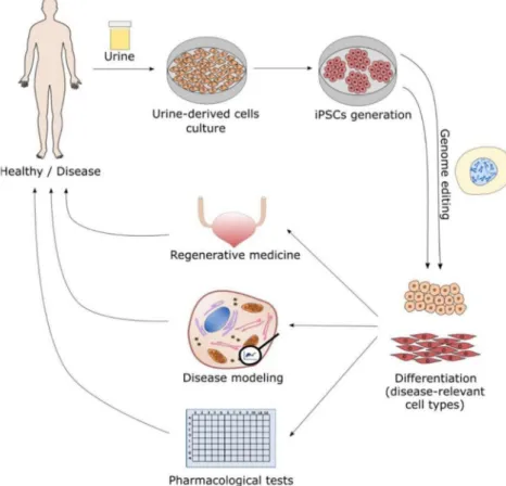 Figure 2. Possible applications for urine-derived cells. After urine collection from healthy or disease-affected individuals, urine-derived cells are cultured and reprogrammed into induced pluripotent stem cells (iPSC)