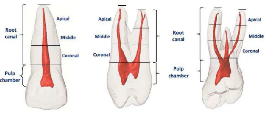 Figura 9- Critérios para definir a localização de canais acessórios em dentes monorradiculares e  multirradiculares (Ahmed et al., 2018)