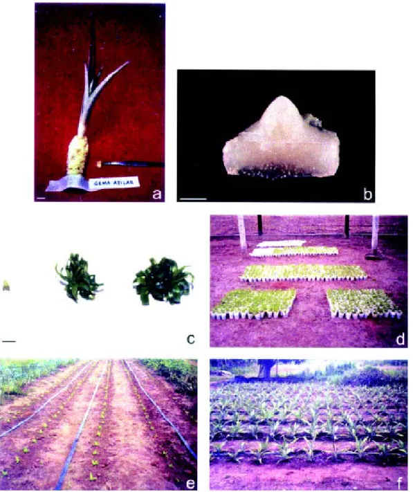 FIGURE 1 - Micropropagation of pineapple, cv. Pérola. a) slip used as explant source after removal of the leaves to expose the axillary buds; b) axillary bud used as explant; c) shoot multiplication in vitro; d) plant acclimatization in the greenhouse; e-f