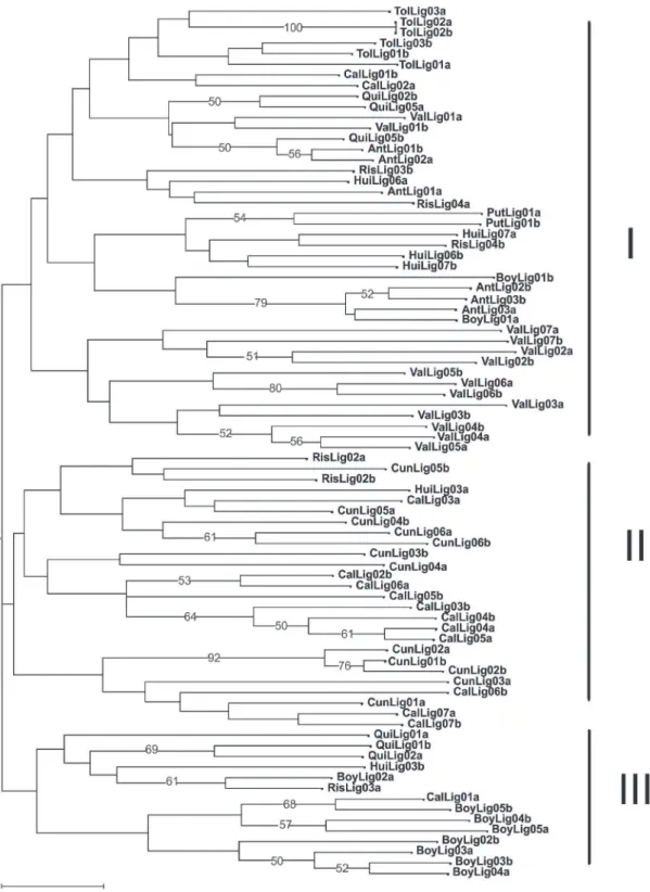 FIGURA 1-  Análisis de clasificación arbórea  neighbor joining (distancias de Sokal &amp; Michener) de 41  accesiones de granadilla provenientes de 10 departamentos de Colombia
