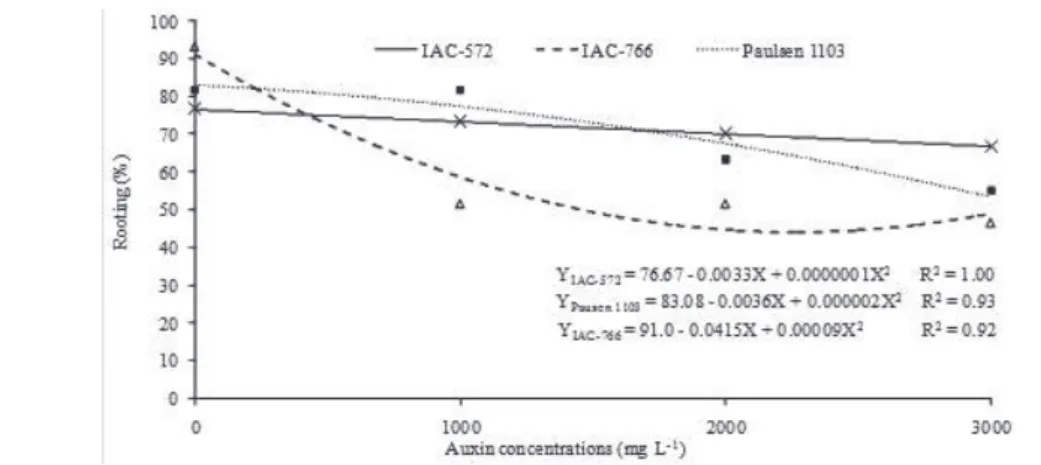 FIGURE 2 – Rooting of the vine rootstock cuttings treated with different auxin concentrations