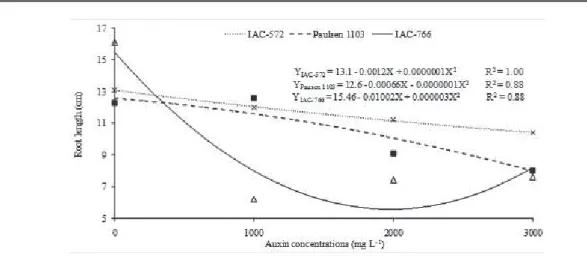 FIGURE 8 – Average length of roots of the rooted vine rootstock cuttings treated with different concentrations  of auxins