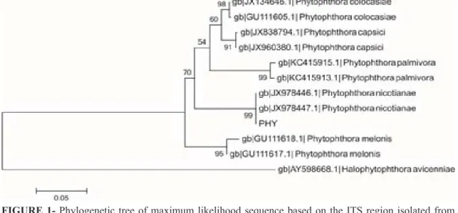 FIGURE 1- Phylogenetic tree of maximum likelihood sequence based on the ITS region isolated from  Phytophthora nicotianae with Halophytophthora avicenniae as outgroup