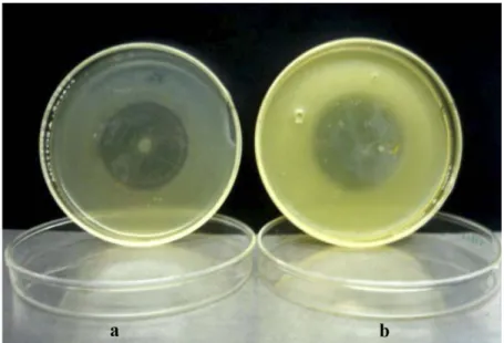 FIGuRE 2- antagonistic activity in solid media.