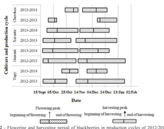 FIGURE 2 - Flowering and harvesting period of blackberries in production cycles of 2012/2013 and  2013/2014