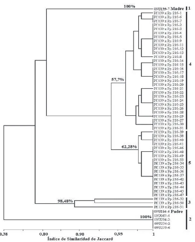 FIGURA 2-  Dendograma UPGMA de 51 híbridos interespecíficos y cinco parentales obtenido con marcadores  COSII e IRGs