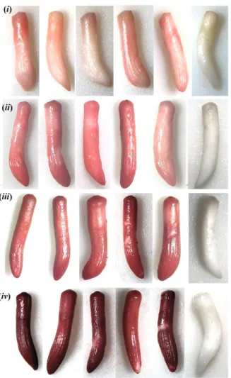 FIGURE 3 - S. romanzoffiana embryos submitted to the tetrazolium test in 0.2% concentration  under  40 ° c, during the period of one (i), two (ii), four (iii) and six (iv) hours compared to the  control embryo on the right.