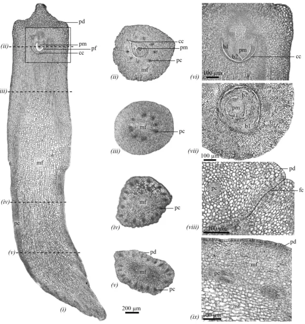 FIGURE 4 - (i) longitudinal section of S. romanzoffiana embryo. (vi) Detail of the embryonic axis of the  image (i)