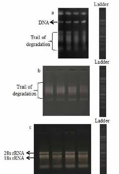 FIgURE 1- electrophoretic analysis of Passiflora edulis RnA isolated using various extraction methods