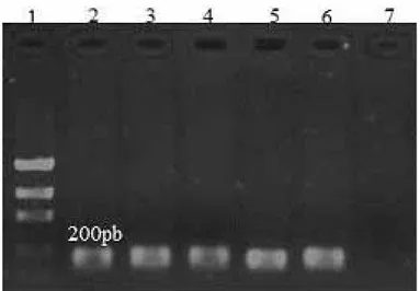 FIgURE 2- Agarose gel showing the result of Rt- PCR from samples of P.  edulis  RnA obtained with tRIzol Reagent  ( Invitrogen ® )/ice