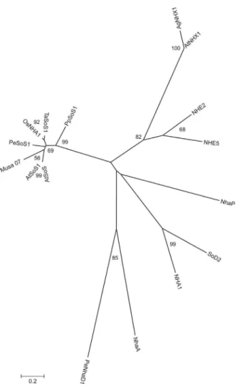 FIGURE 1 - comparison of amino acid sequence between Musa 07 clone of Musa sp. with the SOS1 gene of  A