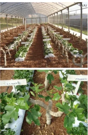 FIGURE 1- Layout of the treatments next to the fig tree (A) and details of the pruning on the fig tree (B).