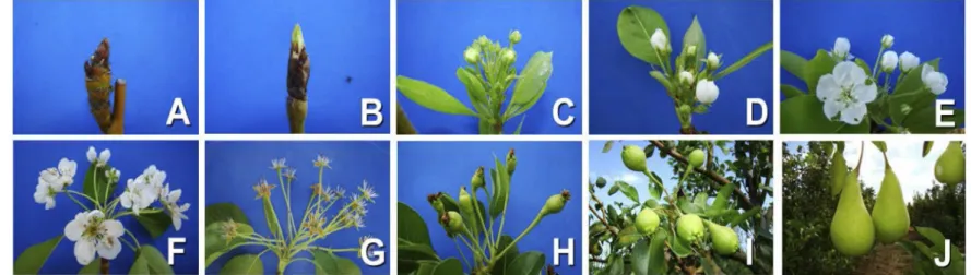 FIGURE 2 - Phenological sequence of pear tree (Pyrus communis L.) ‘Princesinha’ in Petrolina-PE, 2013/2014