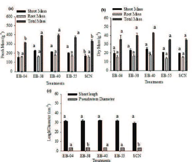 FIGURA 3- Effect of the inoculation of four isolates of endophytic IAA synthesizing bacteria on  micropropagated ‘Prata Anã’ banana seedlings on fresh matter mass (a), dry mass (b), length  and diameter (c)