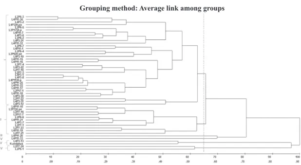 FIGURE 2-Genetic distance dendrogram of 51 pitaya individuals (based on 6 characters related to the  cladode), obtained by the UPGMA method and using the Euclidian distance as a measure of  genetic distance