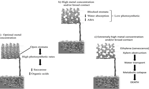 FIGURE 1- Schematical representation of a mechanism of plant physiological responses to heavy metal  toxicity: influence of metallic ion concentration and time of contact (Based on BARCELÓ; 