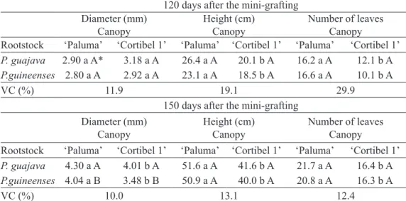 TAbLE 2 – Diameters of grafting shoots, height and number of leaves of seedlings at 120 and 150 days  after mini-grafting for different combinations between canopy and rootstock.