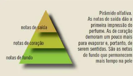 Figura 5: Pirâmide Olfativa 