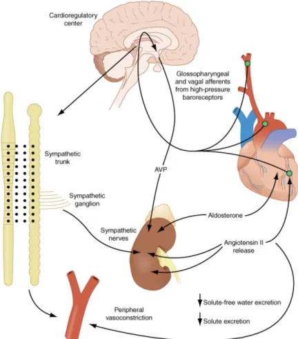 Figura 2. Activação do Sistema Neuro-humoral 3