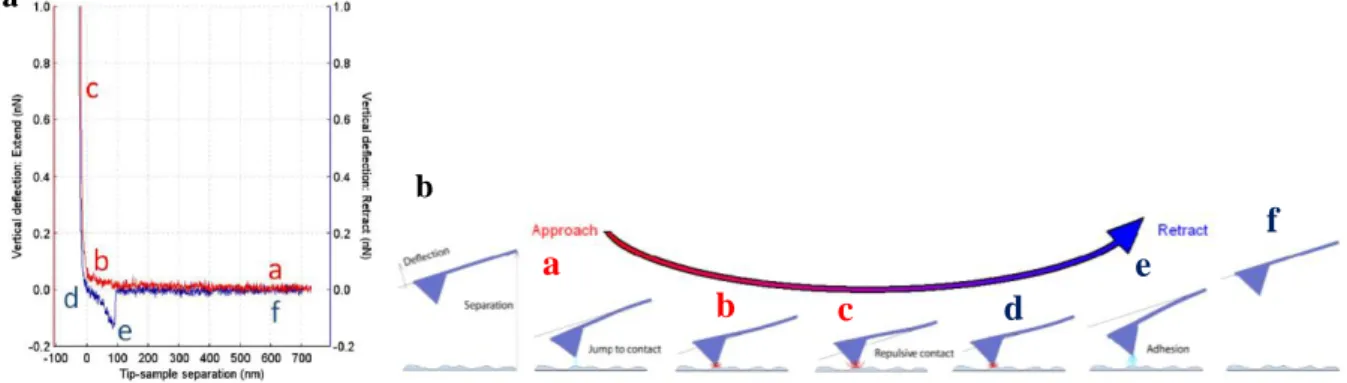 Figure  I.15  -  AFM-based  force  spectroscopy.  (a) Schematic  representation  of  the  force-distance  curve  obtained  by  AFM- AFM-based  force  spectroscopy,  showing  a  single  adhesion  event