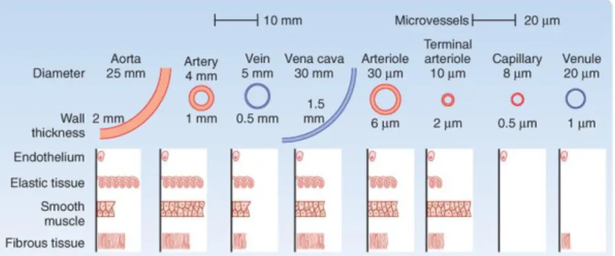 Figure III.2 - Characteristics of various types of blood vessels in humans, mainly in arterial and venous system