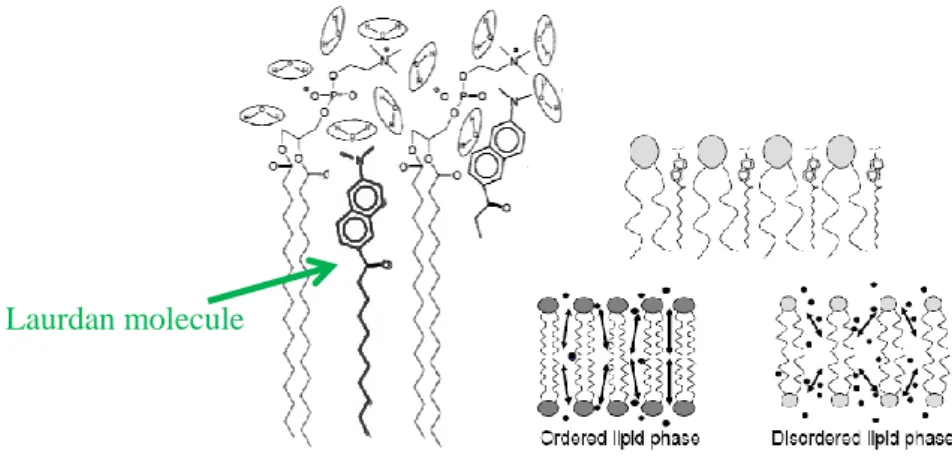 Figure III.8 - Scheme of laurdan anchored into phospholipid bilayers in presence of some water molecules and localized in  ordered lipid phase and disordered lipid phase