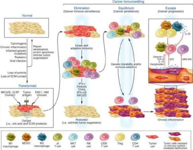 Figure 1: Cancer immunoedting theory.  Diverse immune cells involved in the different  phases