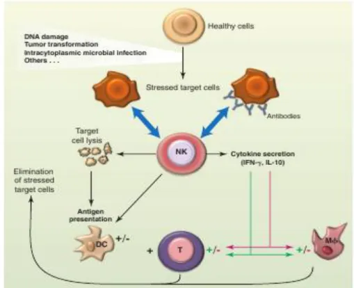 Figure 2: The biological functions of NK cells.  