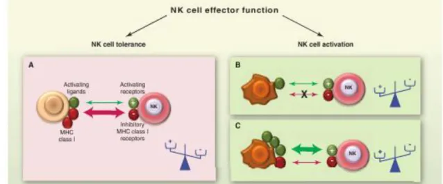 Figure 4: The dynamic regulation of NK cell effector function.  NK cells sense the  density  of  various  cell  surface  molecules  expressed  at  the  surface  of  interacting  cells