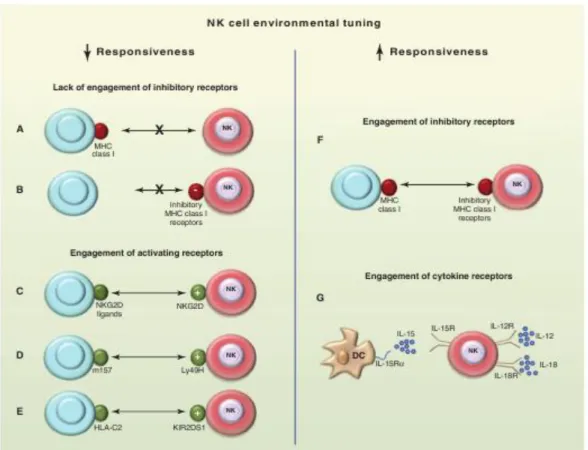 Figure  5:  NK  cell tuning.  Schematic  experimental  conditions in which  NK  cells  show  to  adapt  to  their  environment